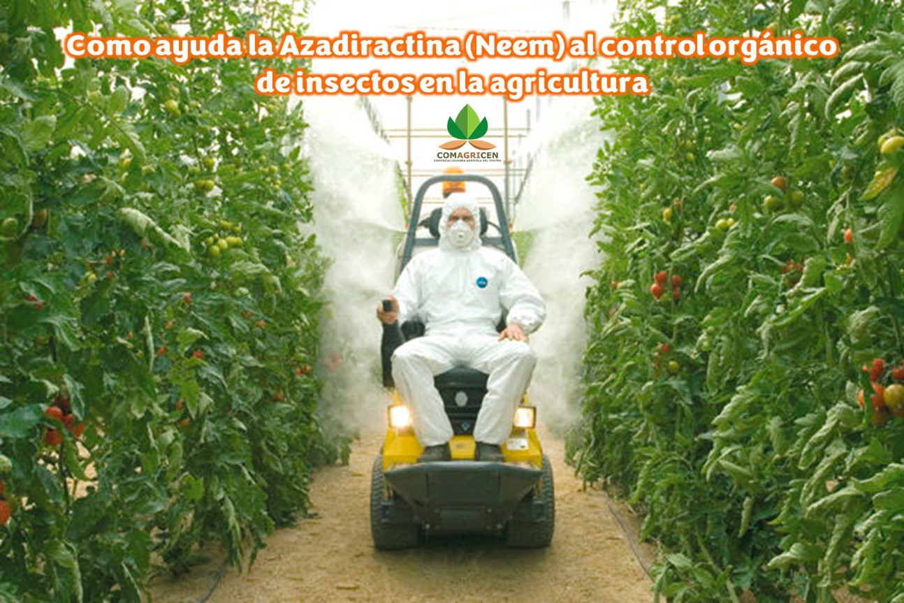 Como ayuda la Azadiractina (Neem) al control orgánico de insectos en la agricultura